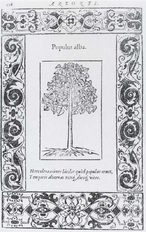  Populus alba